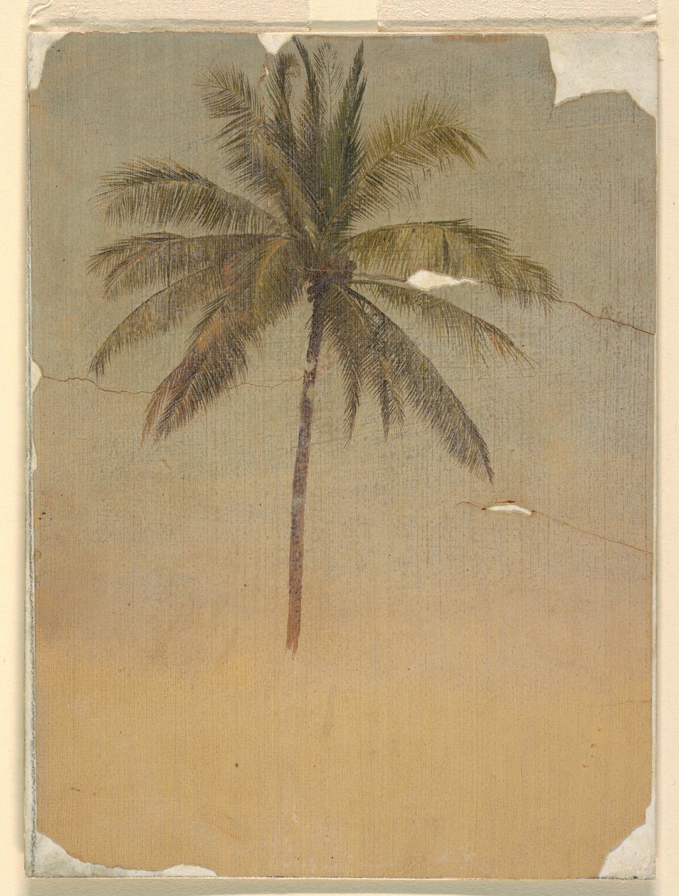 Desenho, Tronco e copa de uma palmeira, 1865 de Frederic Edwin Church
