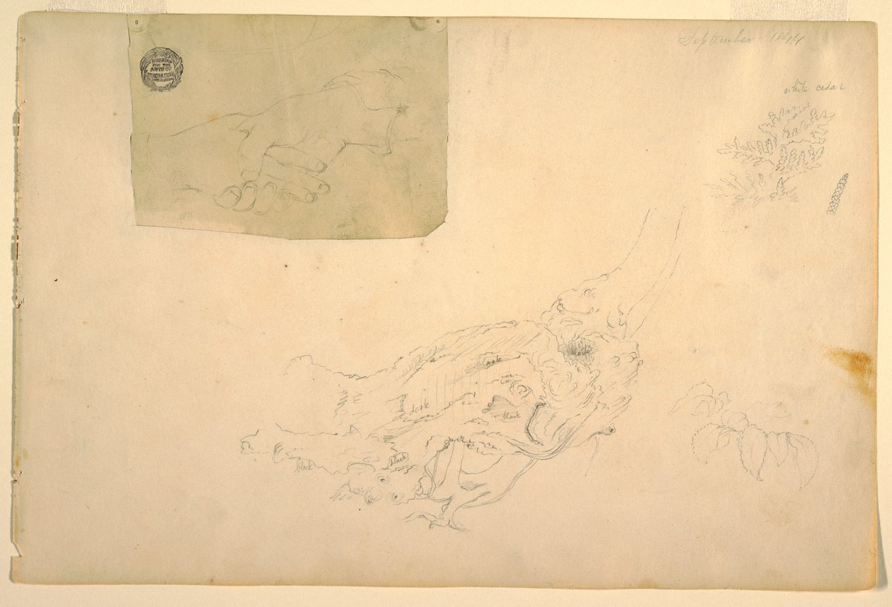 Desenho, Duas mãos a tremer, raízes de árvores retorcidas, setembro de 1844 de Frederic Edwin Church