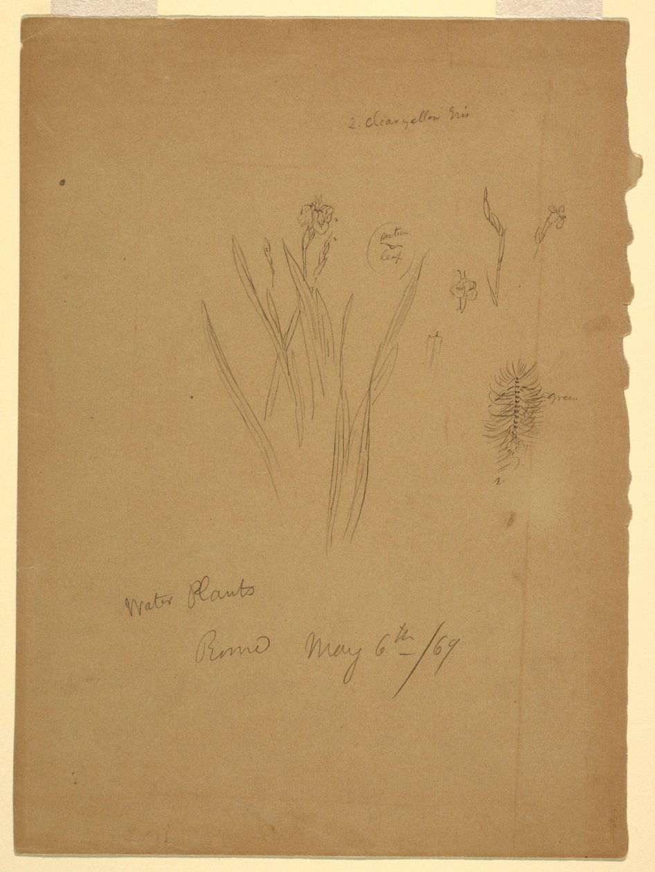Desenho, Plantas Aquáticas, Roma Itália de Frederic Edwin Church