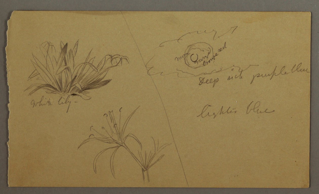 Desenho, Lírio branco, lua, possivelmente 1865-66 de Frederic Edwin Church