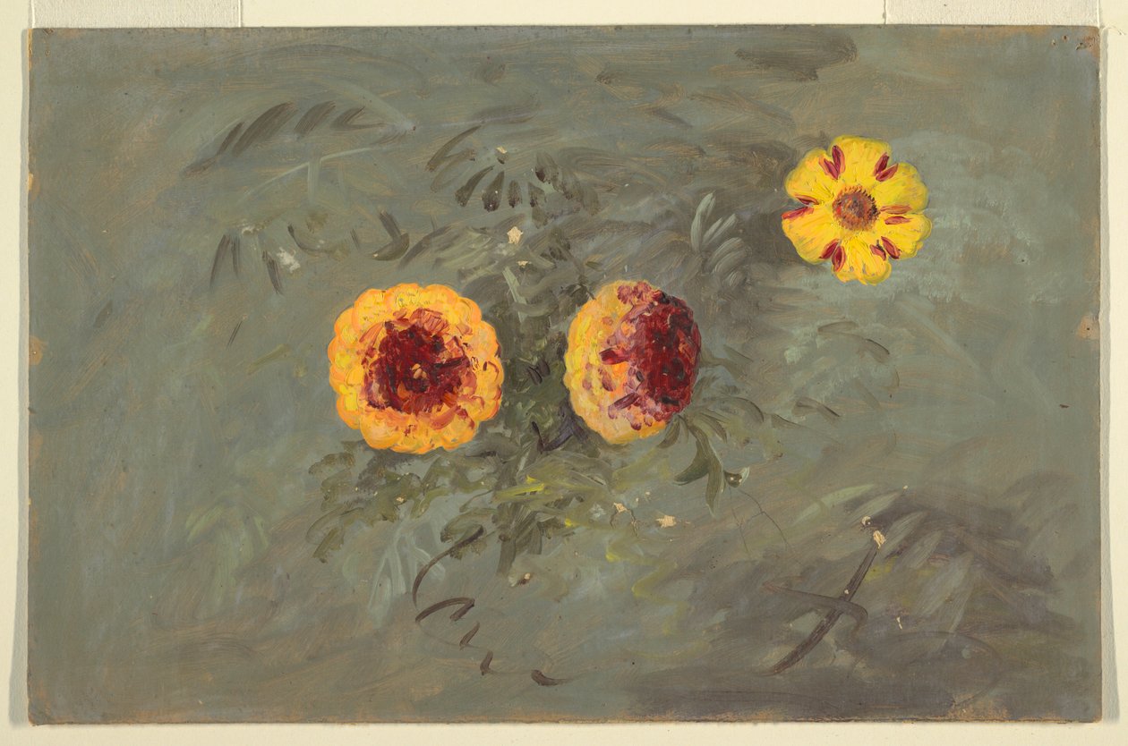 Desenho, Zínias, 1860-70 de Frederic Edwin Church