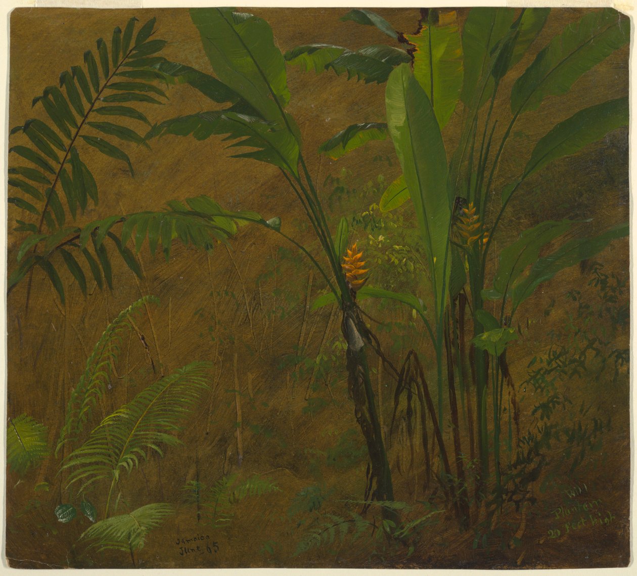 Samambaias e banana selvagem, Jamaica de Frederic Edwin Church