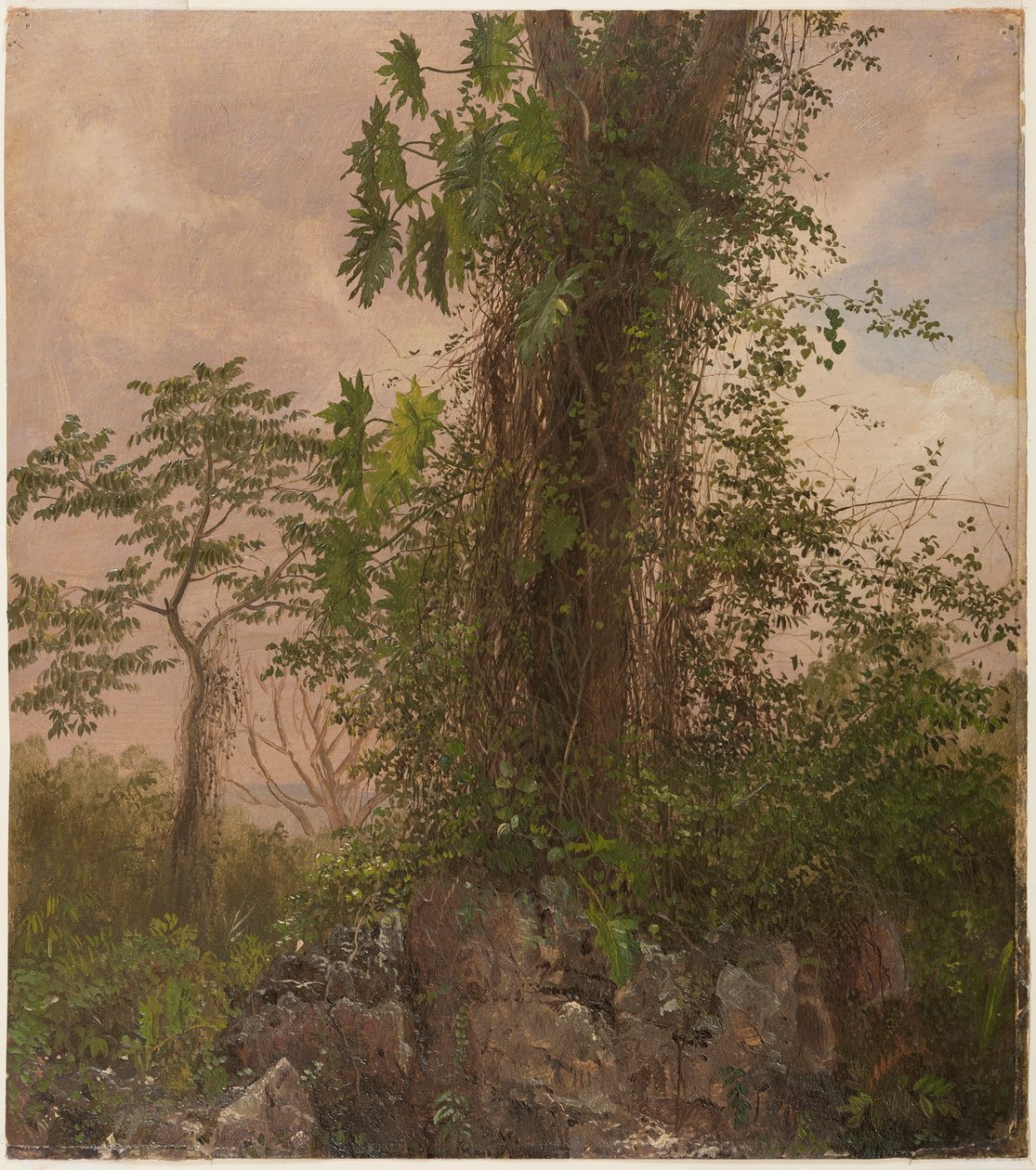 Figueira e Philodendron Selvagem de Frederic Edwin Church