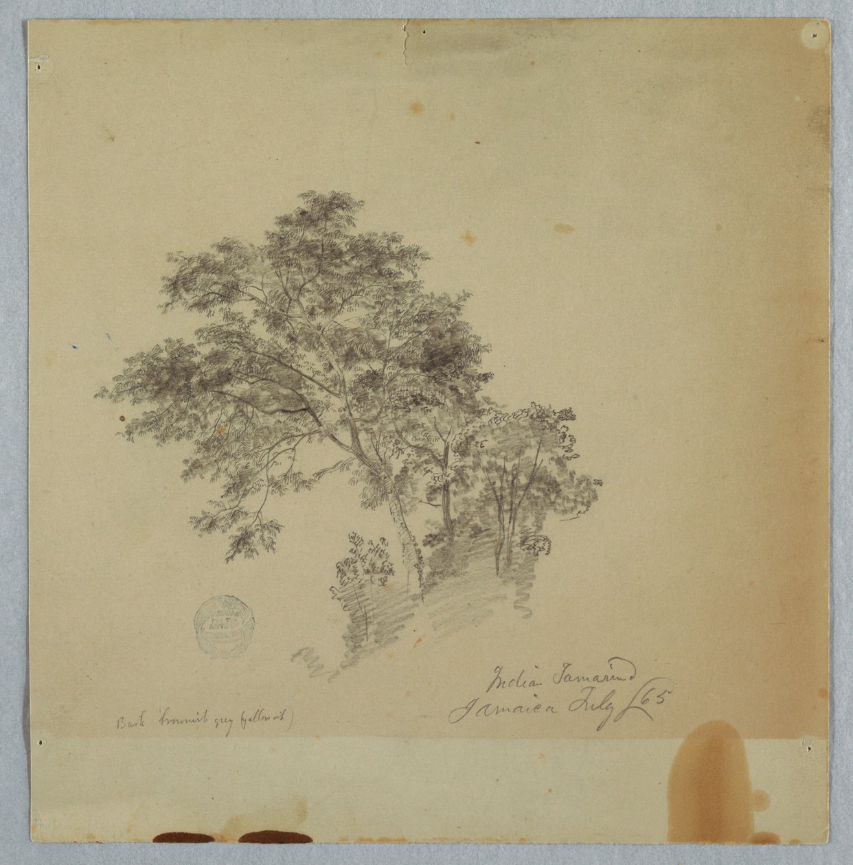 Tamarindos indianos, Jamaica de Frederic Edwin Church