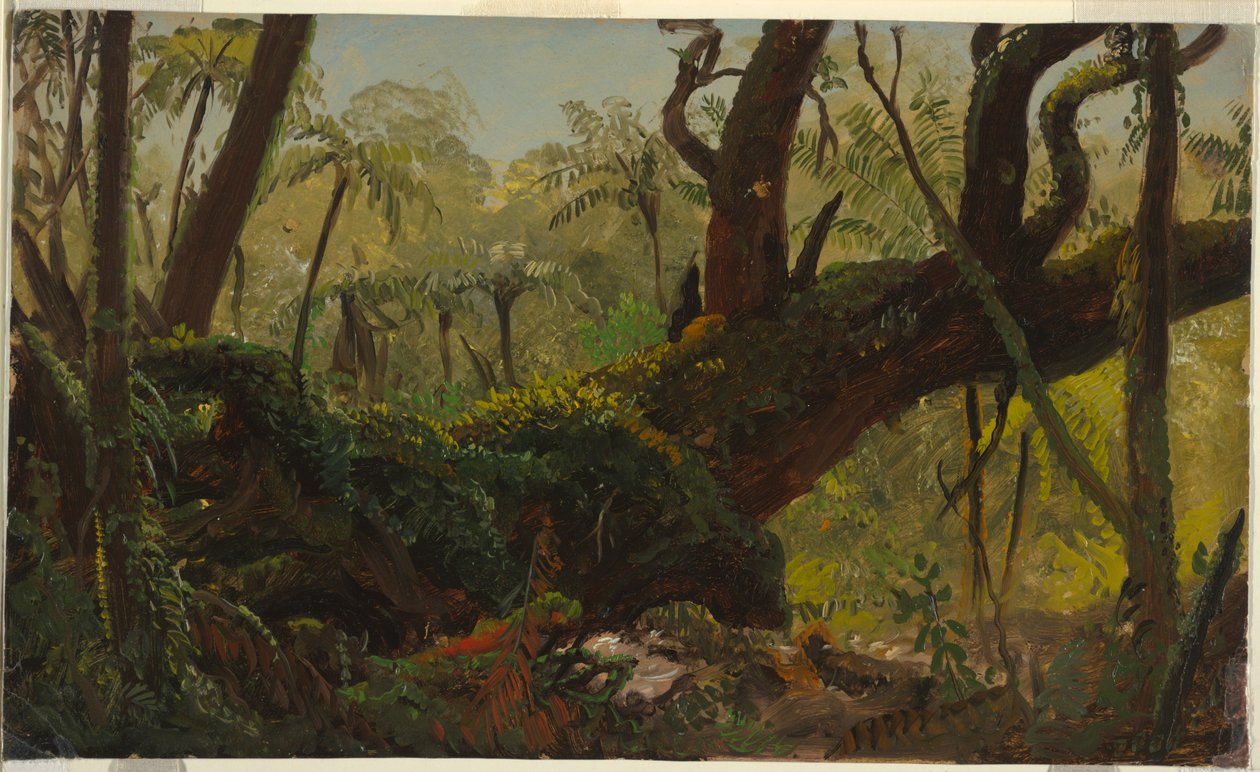 Floresta tropical, Jamaica de Frederic Edwin Church