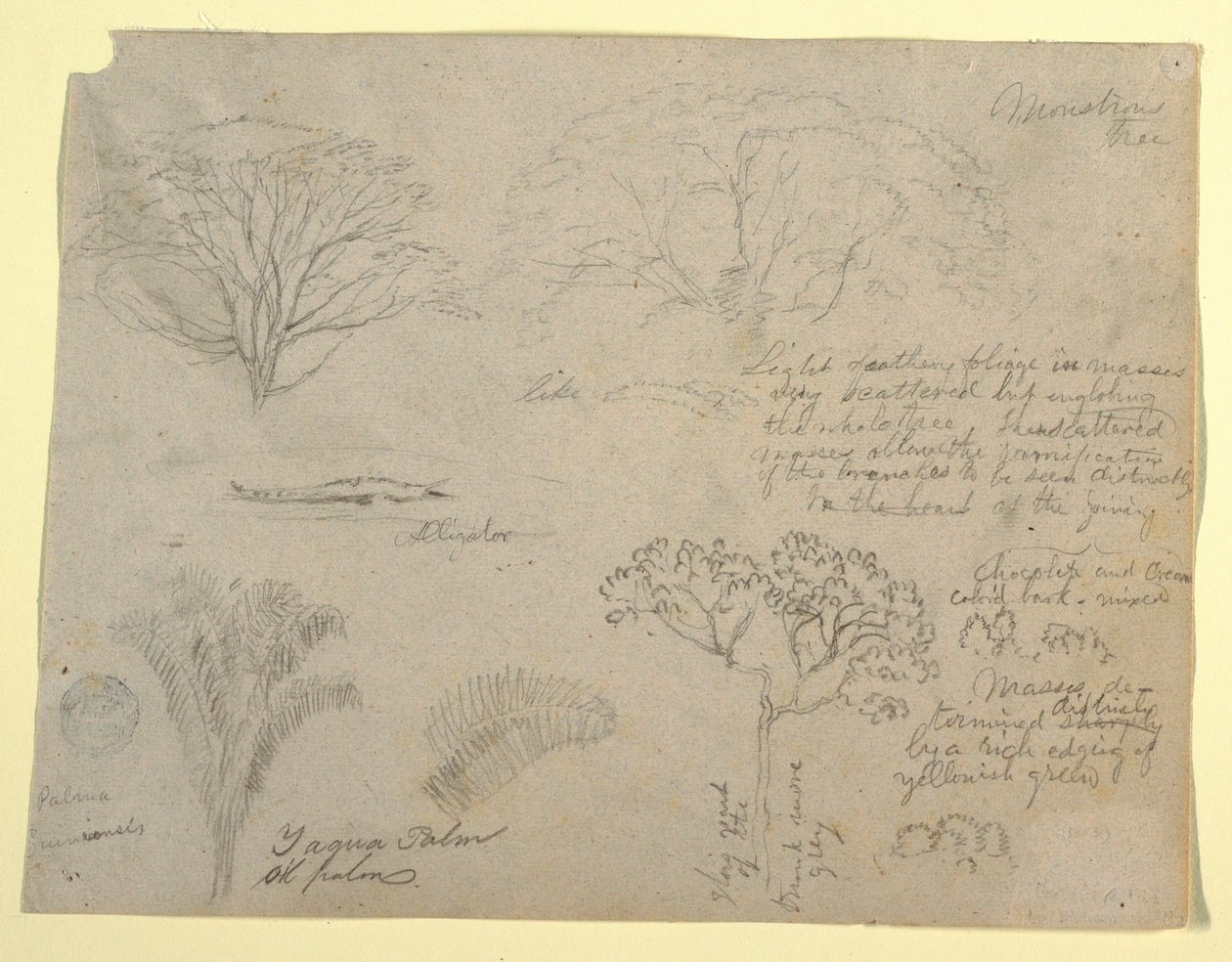 Série de estudos botânicos, incluindo um jacaré e uma árvore monstruosa, visto do Rio Magdalena, Colômbia de Frederic Edwin Church