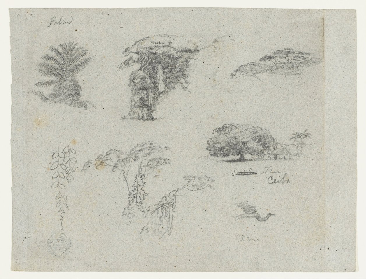 Esboços da América do Sul.  Esboços botânicos.   Grou voador. de Frederic Edwin Church