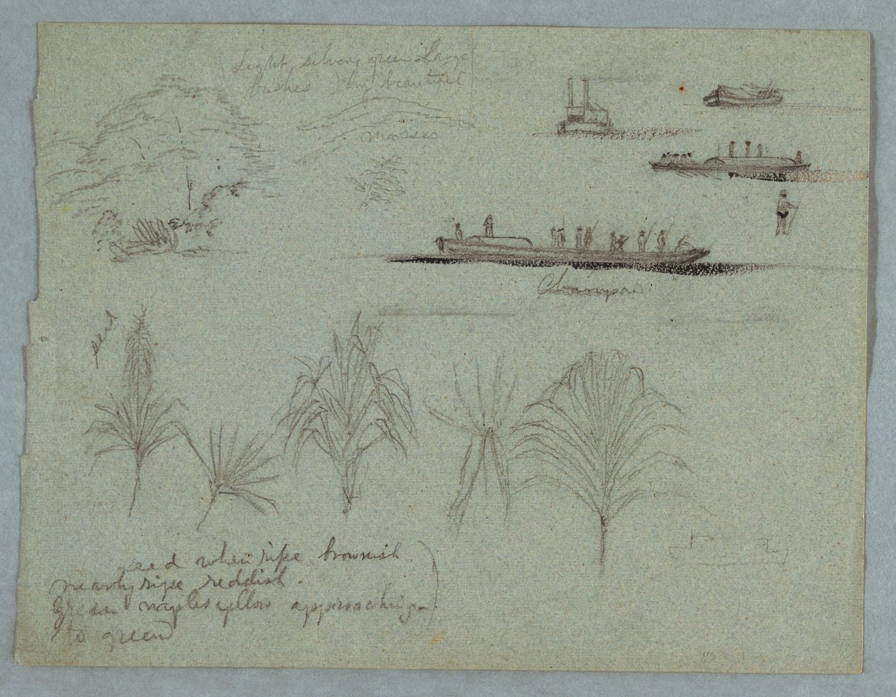 Esboços do Rio Magdalena, Colômbia: Plantas, Steamer e um Champan de Frederic Edwin Church