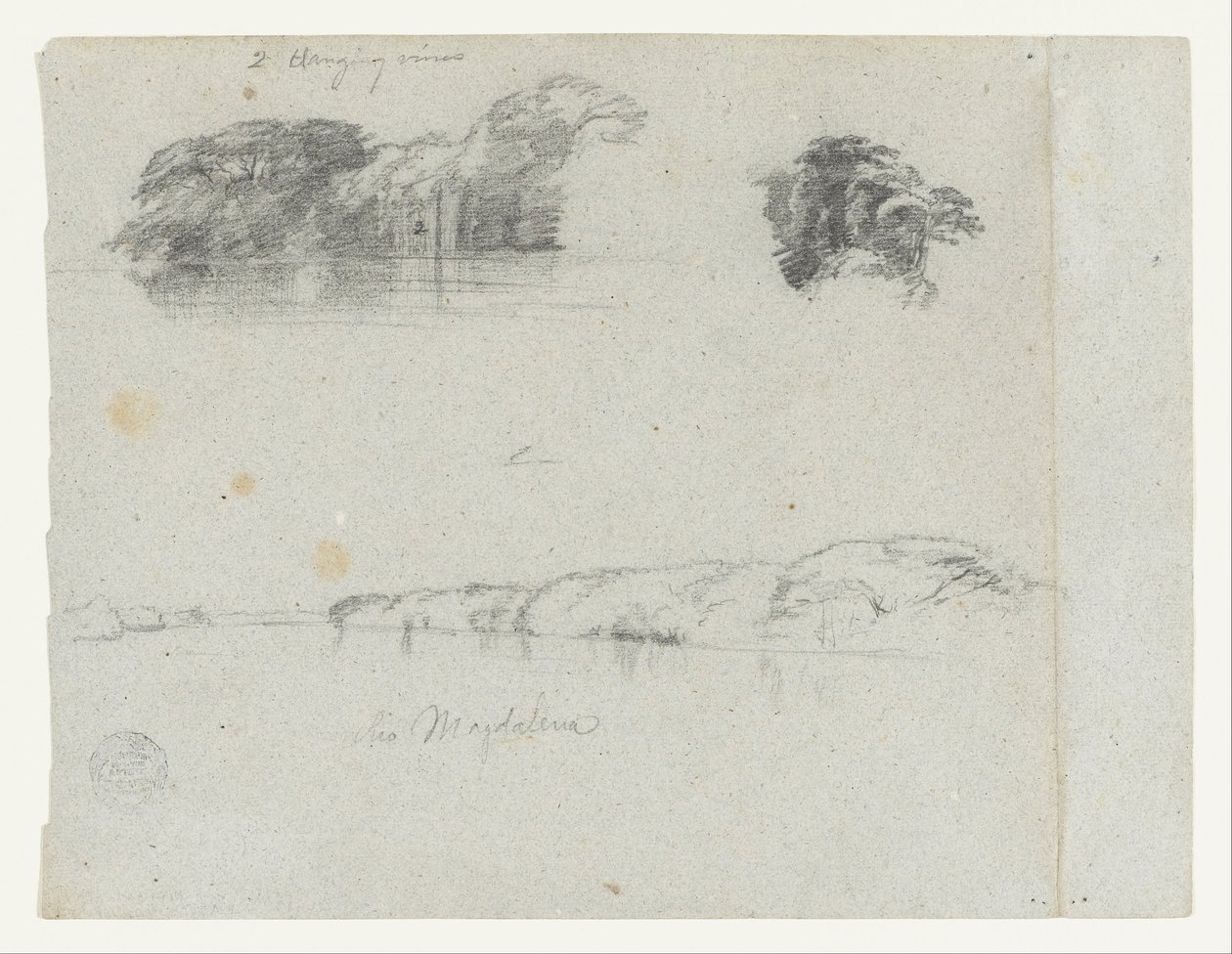 Esboços de árvores, videiras e uma margem do Rio Magdalena, Colômbia de Frederic Edwin Church