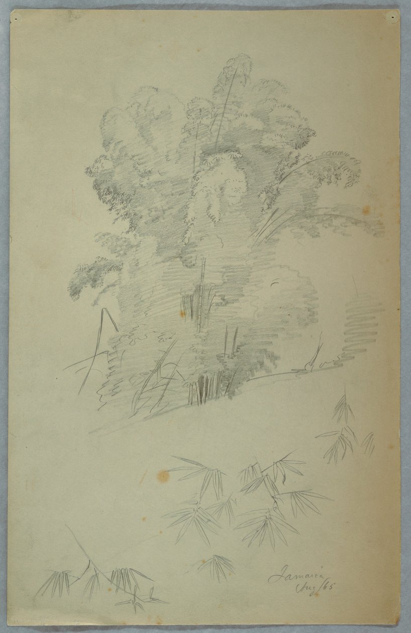 Estudos de árvores e galhos, Jamaica de Frederic Edwin Church