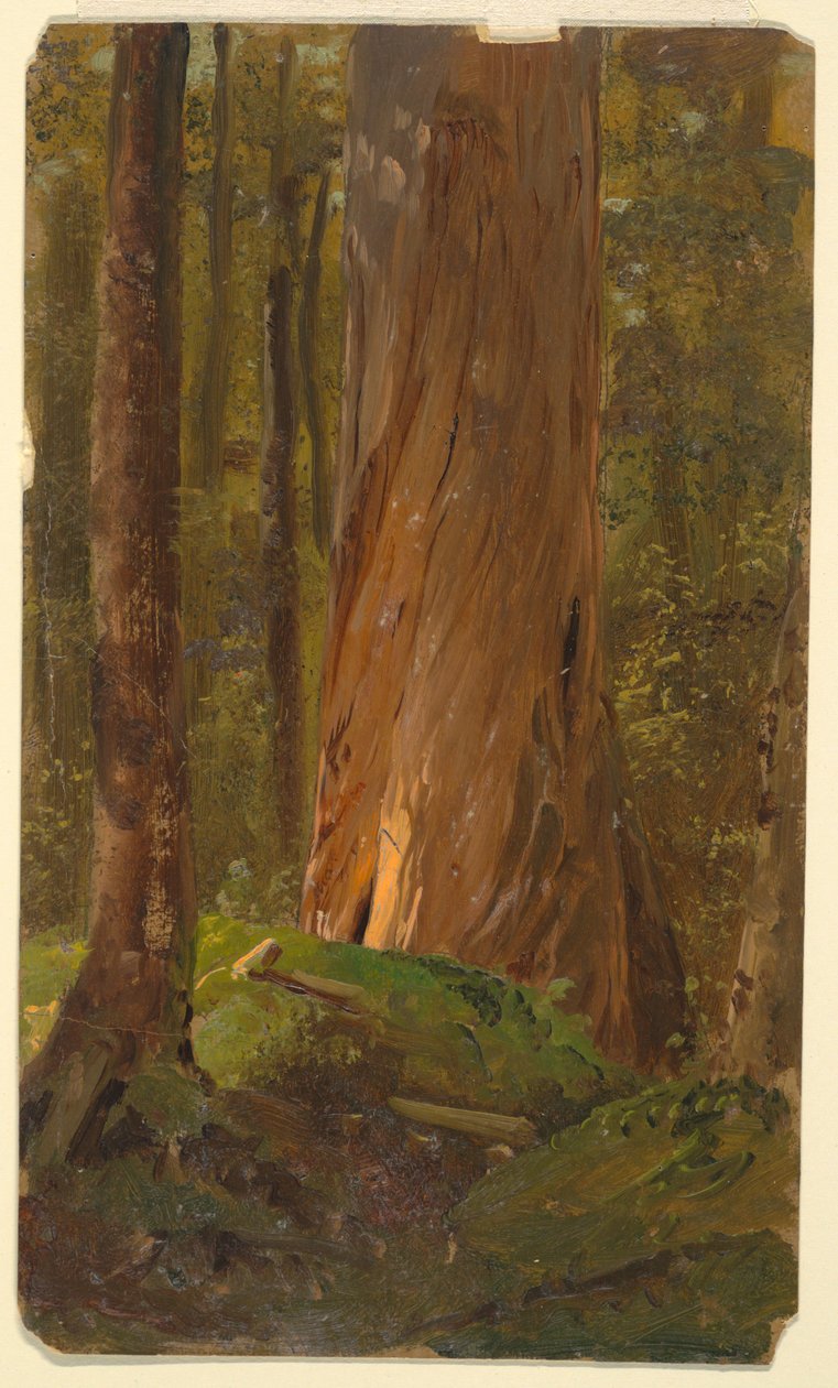 Estude no Maine Woods de Frederic Edwin Church