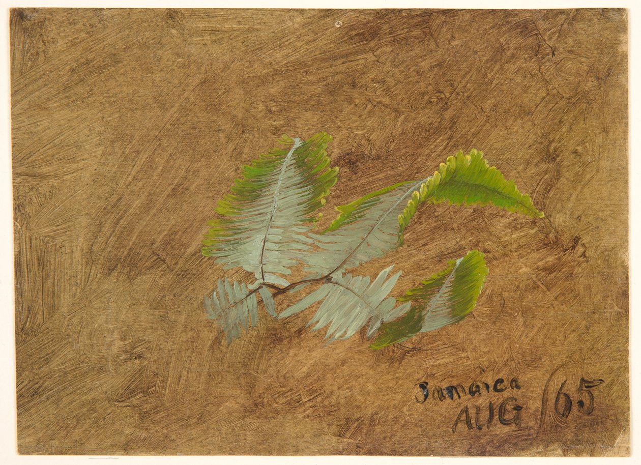 Estudo de Fern, Jamaica de Frederic Edwin Church