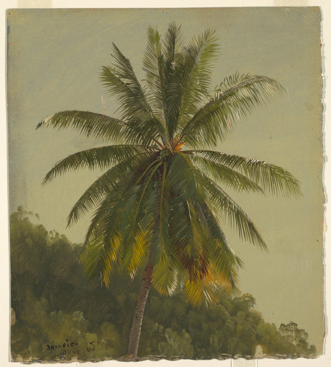 Estudo de Palm Tree, Jamaica de Frederic Edwin Church