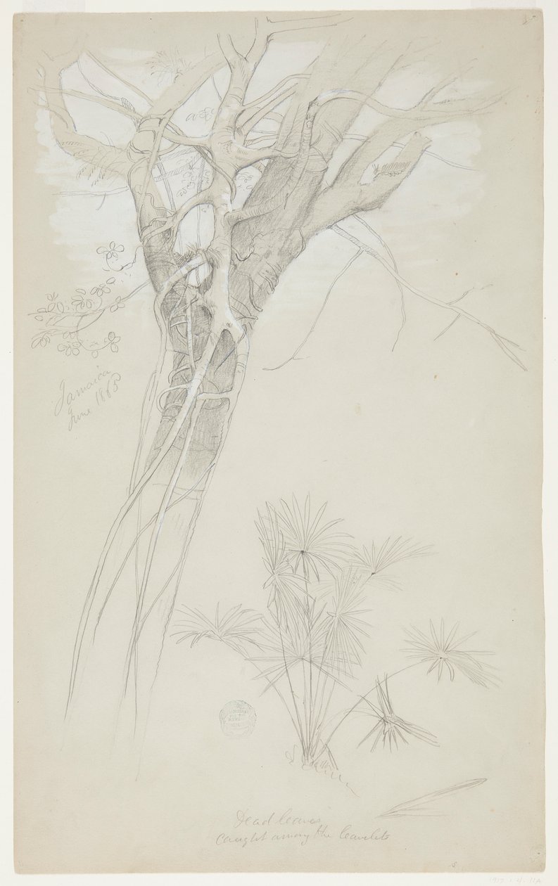 Estudo de tronco de árvore, videira parasita e planta de palmeira, Jamaica de Frederic Edwin Church