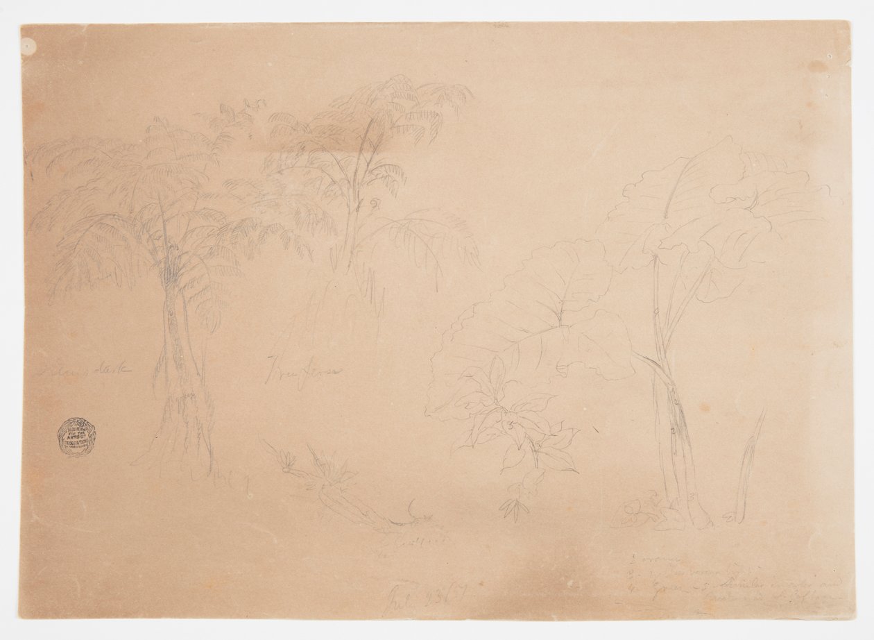 Estudo de duas árvores e três plantas, perto de Jorje, Equador de Frederic Edwin Church