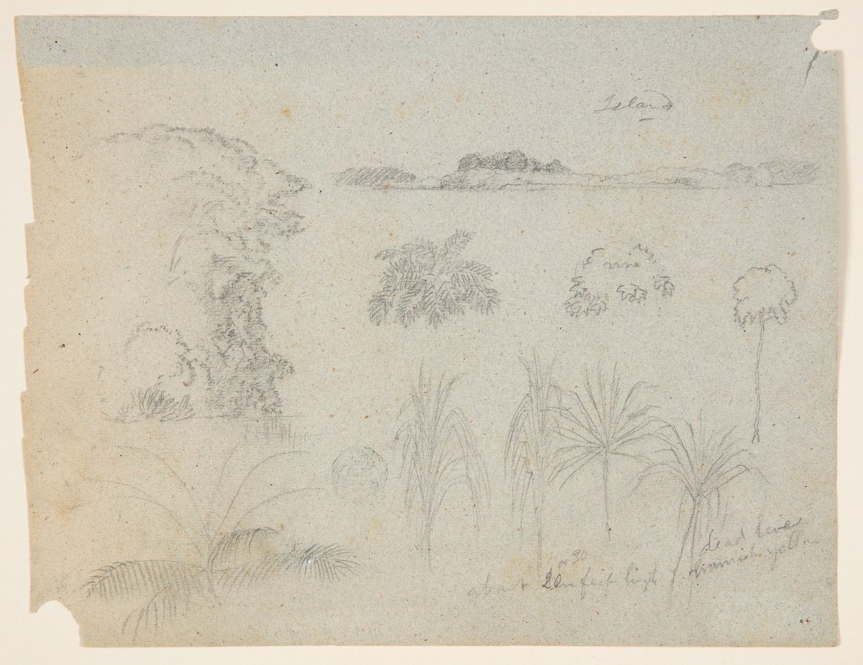Estudo com copas de árvores, árvores, cinco desenhos de plantas e uma ilha distante de Frederic Edwin Church