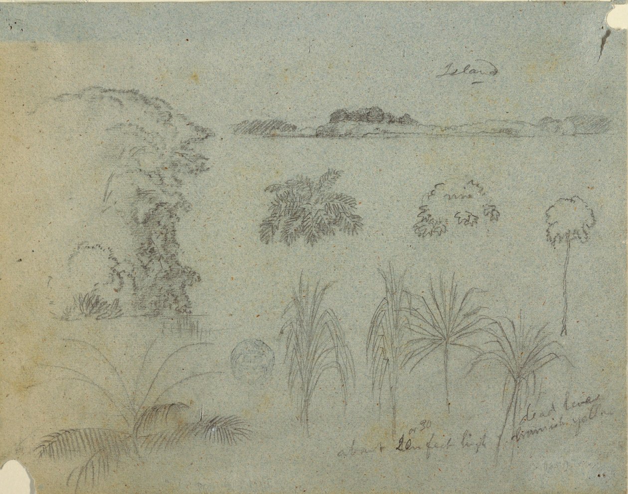 Estudo com copas de árvores, árvores, cinco desenhos de plantas e uma ilha distante de Frederic Edwin Church