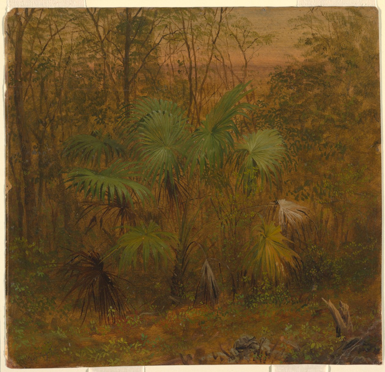 Palmeira de palha, Jamaica de Frederic Edwin Church