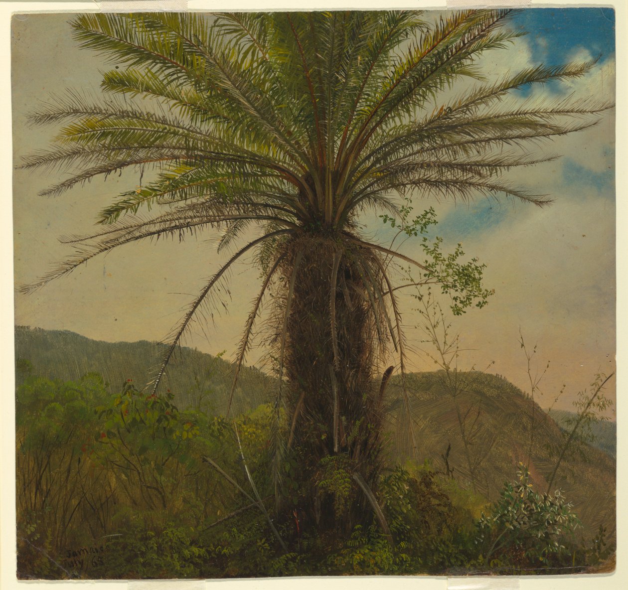 Samambaia Arborícola, Jamaica de Frederic Edwin Church
