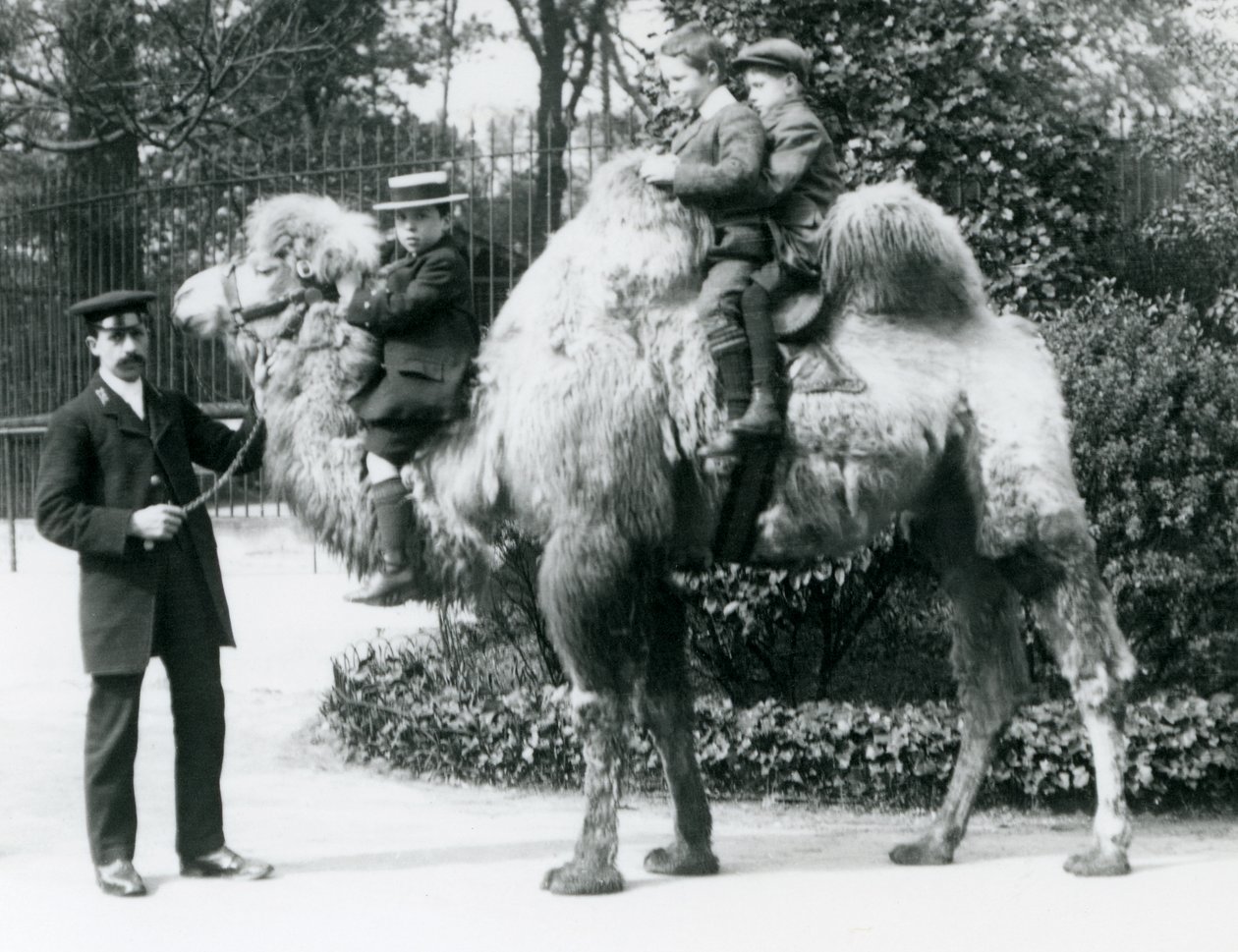 Um passeio de camelo bactriano no zoológico de Londres, c.1913 de Frederick William Bond