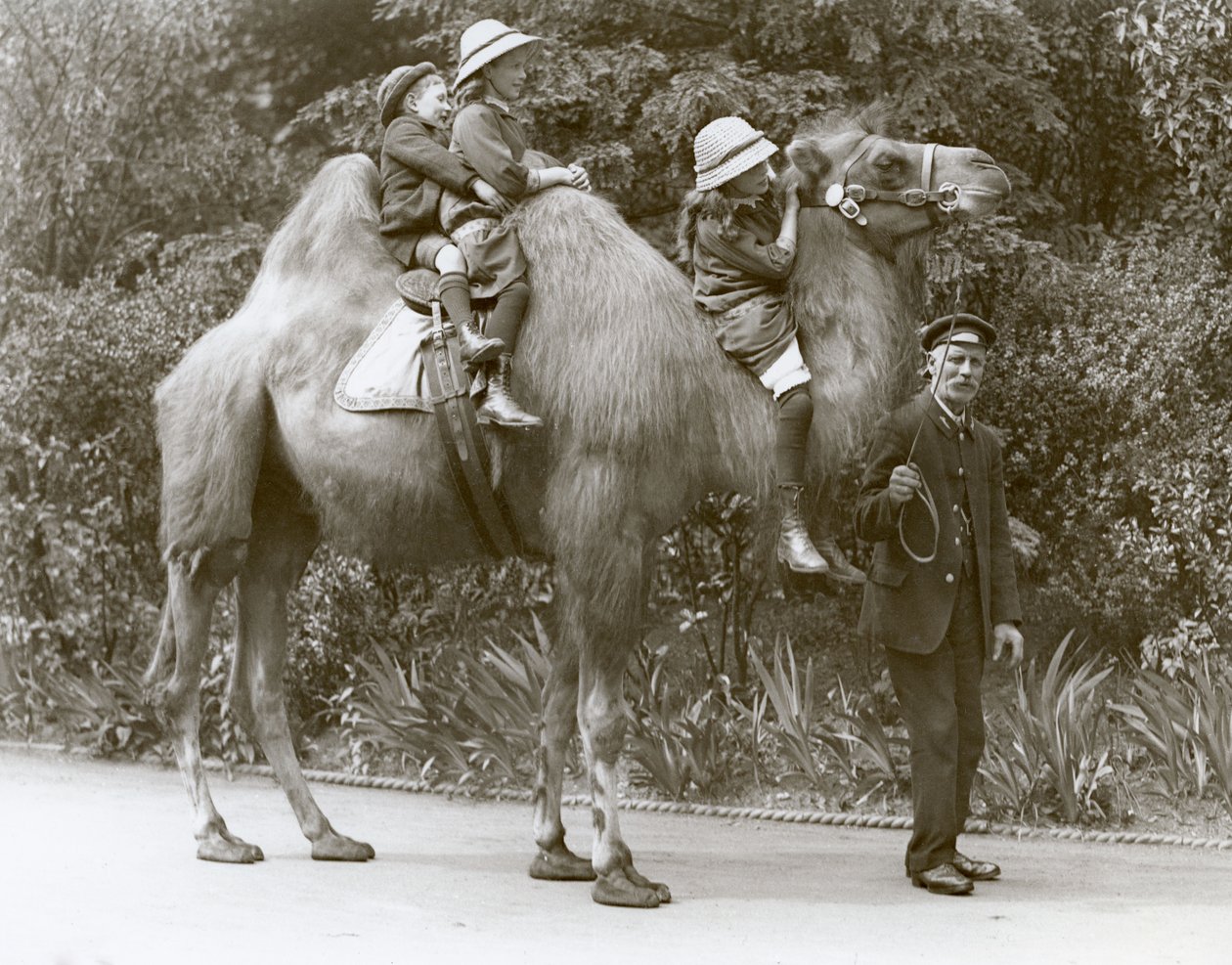 Um passeio de camelo bactriano com guardião e três crianças no zoológico de Londres, em maio de 1914 de Frederick William Bond