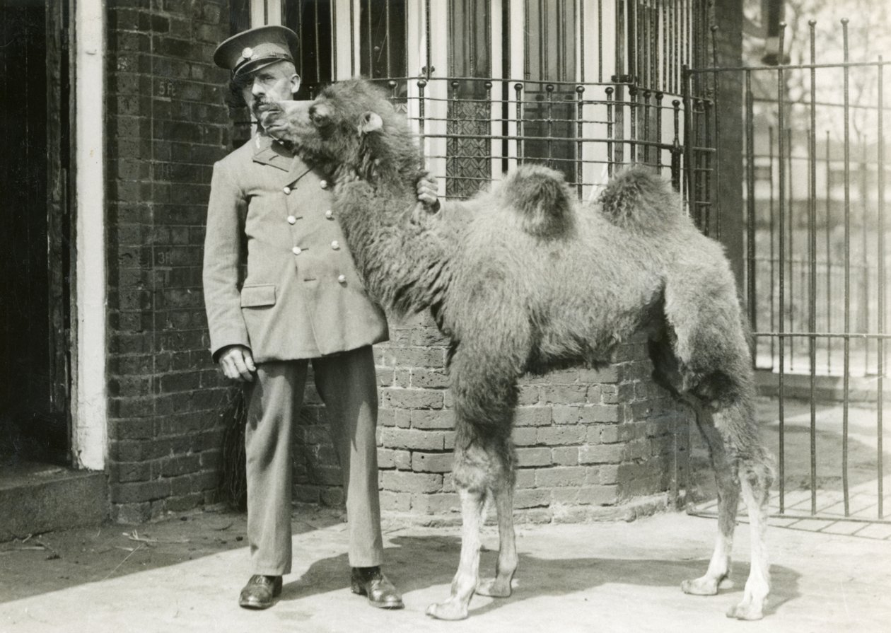 Um bezerro de camelo bactriano, com guardião, quatro semanas depois de ter nascido no zoológico, zoológico de Londres, 1929 de Frederick William Bond