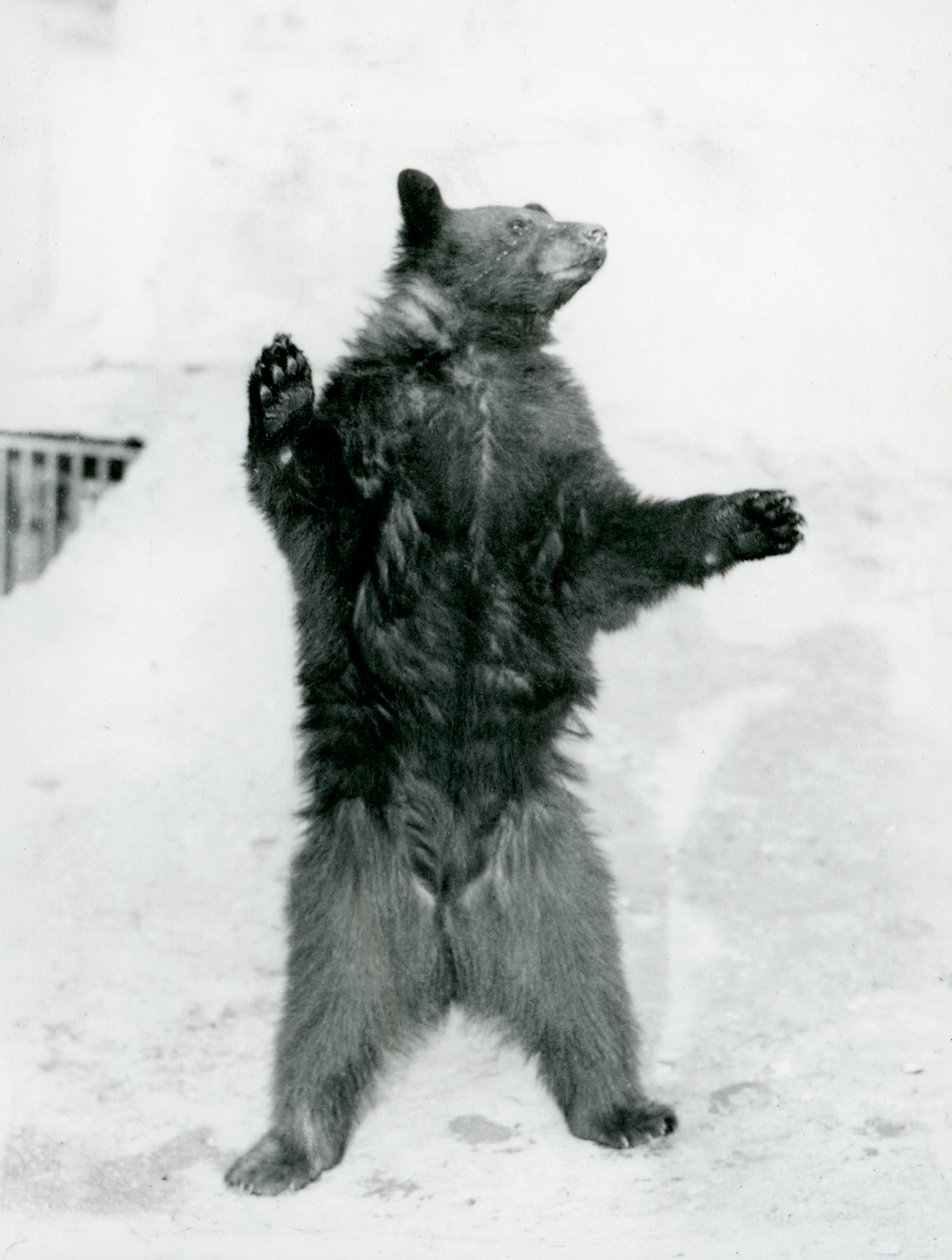 Um urso preto em pé no seu recinto, no Mappin Terraces, no zoológico de Londres em 1917 (bw foto) de Frederick William Bond
