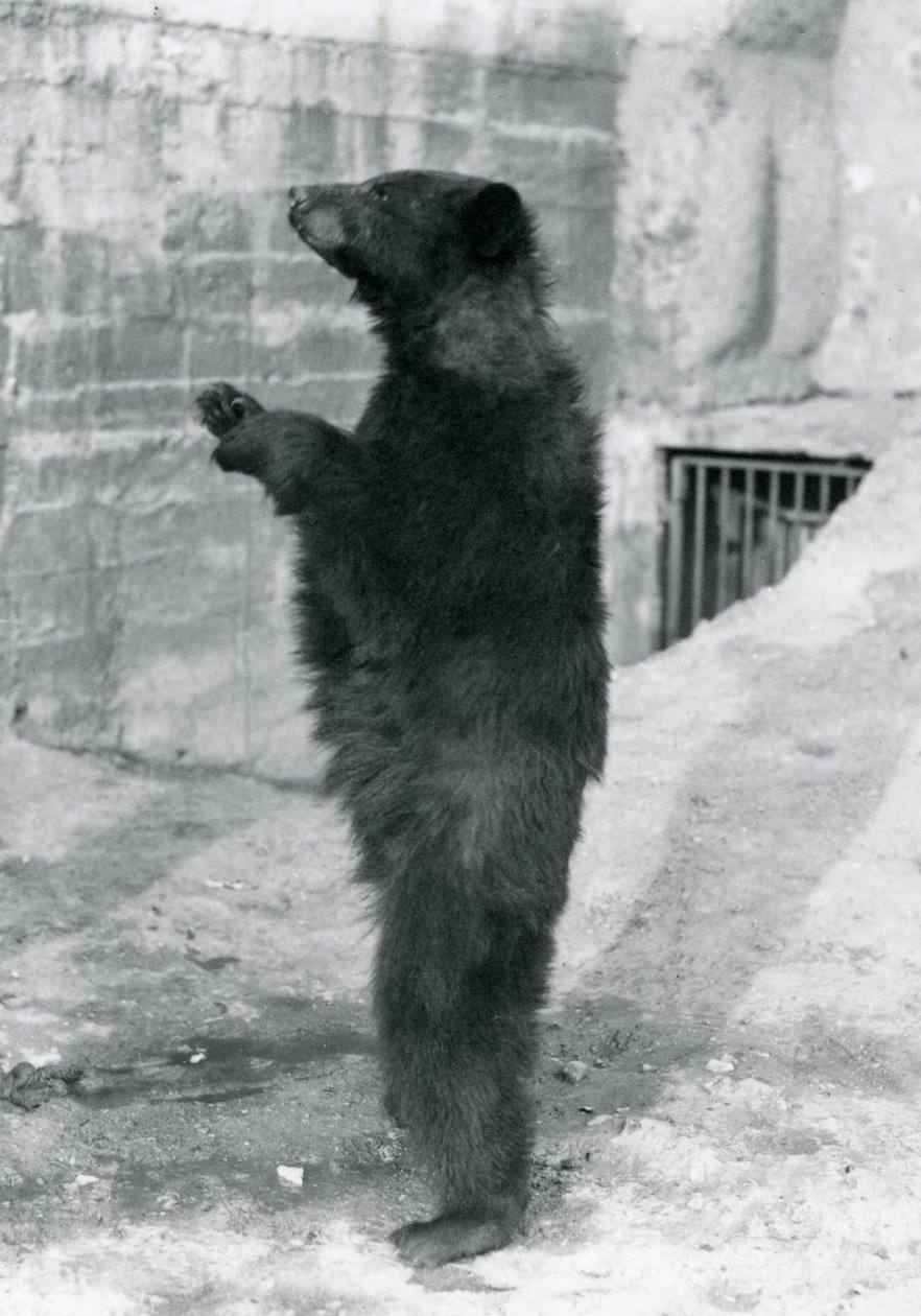 Um urso preto em pé em seu recinto, no Mappin Terraces, no zoológico de Londres em 1921 (bw foto) de Frederick William Bond