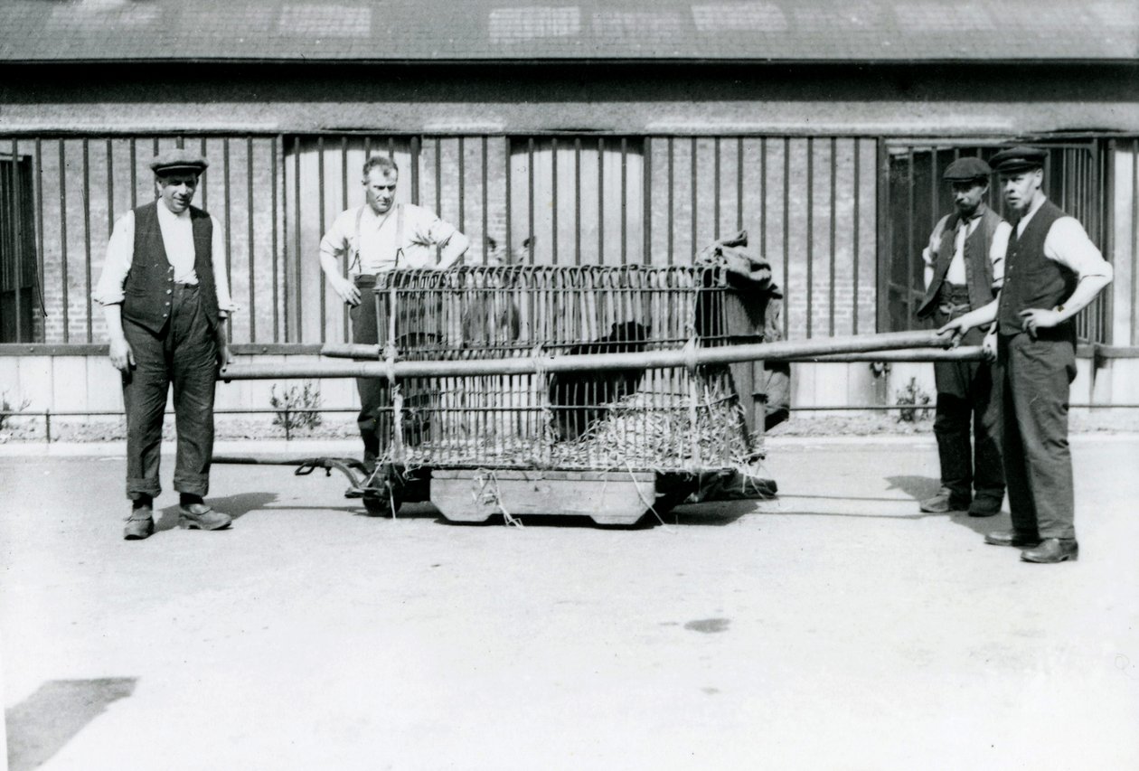 Um Leopardo Negro sendo transportado em uma gaiola pelos guardiões do zoológico de Londres, em junho de 1922 de Frederick William Bond