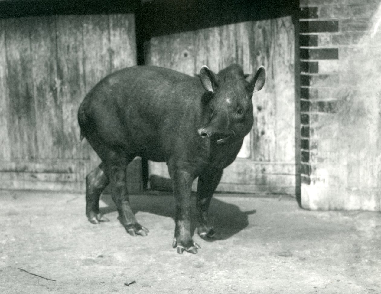 Anta brasileira ou sul-americana no zoológico de Londres, em setembro de 1922 (foto bw) de Frederick William Bond