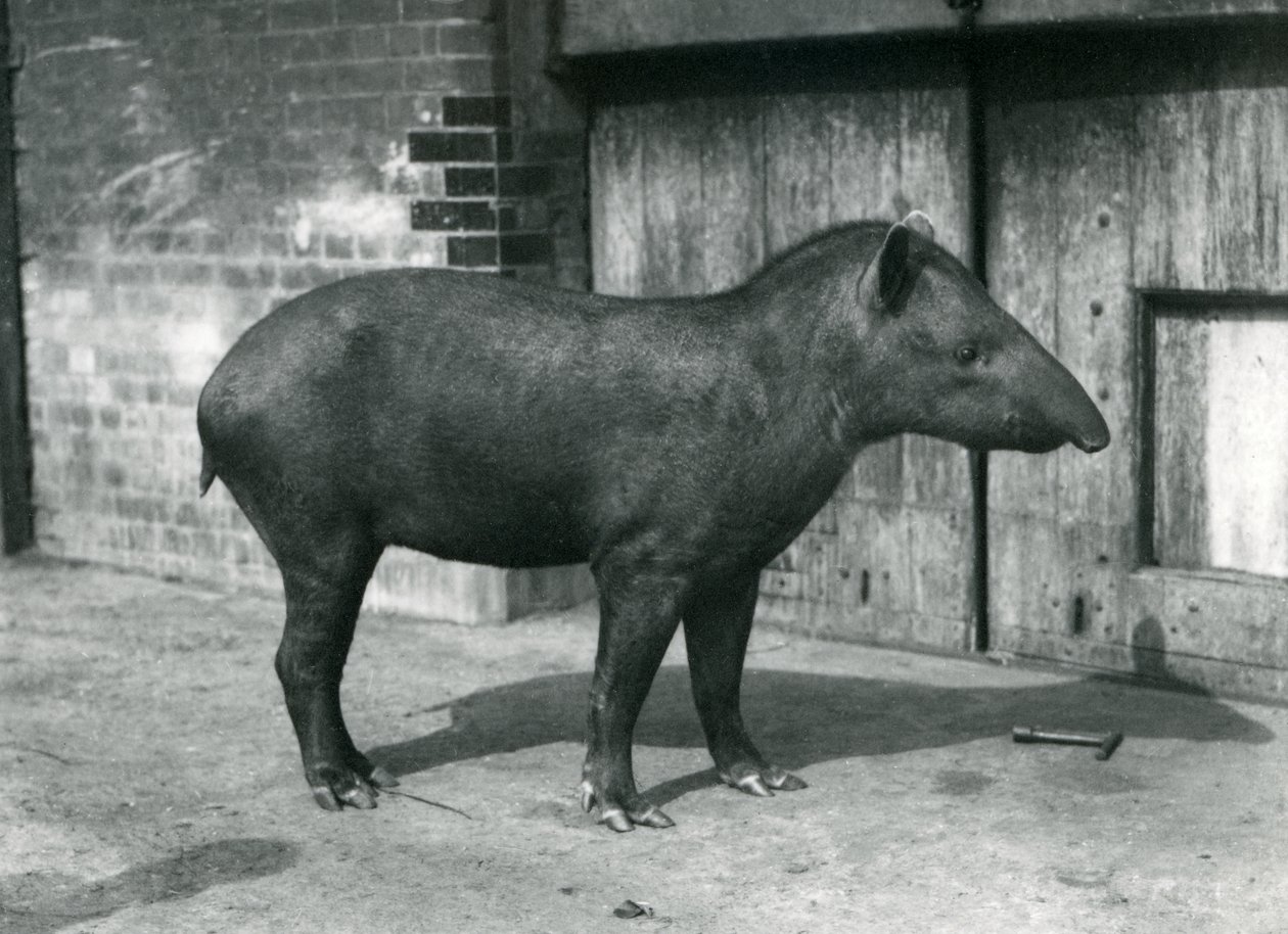 Anta brasileira ou sul-americana no zoológico de Londres, em setembro de 1922 (foto bw) de Frederick William Bond