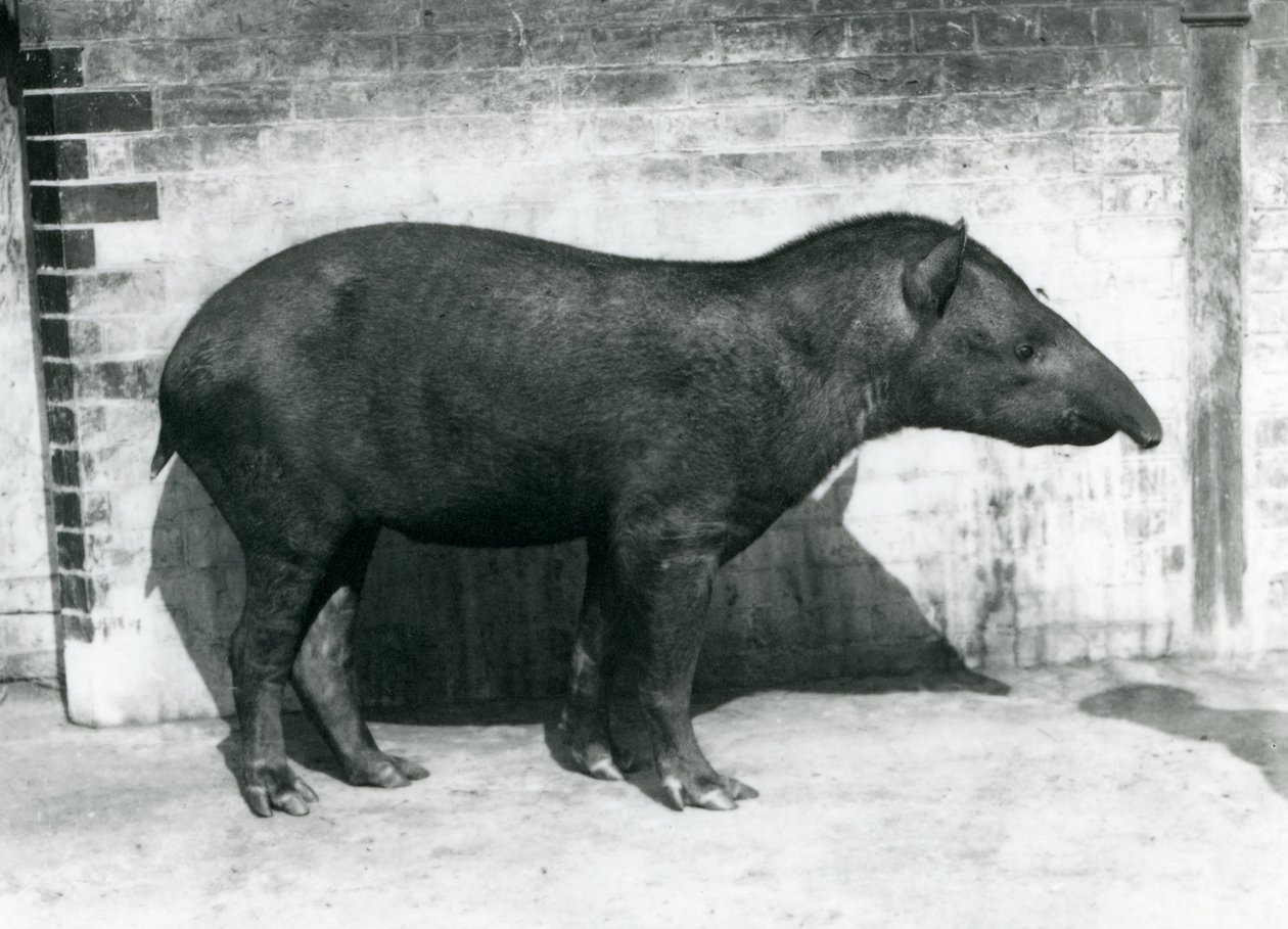 Anta Brasileira Sul-Americana no Zoológico de Londres, outubro de 1922 de Frederick William Bond