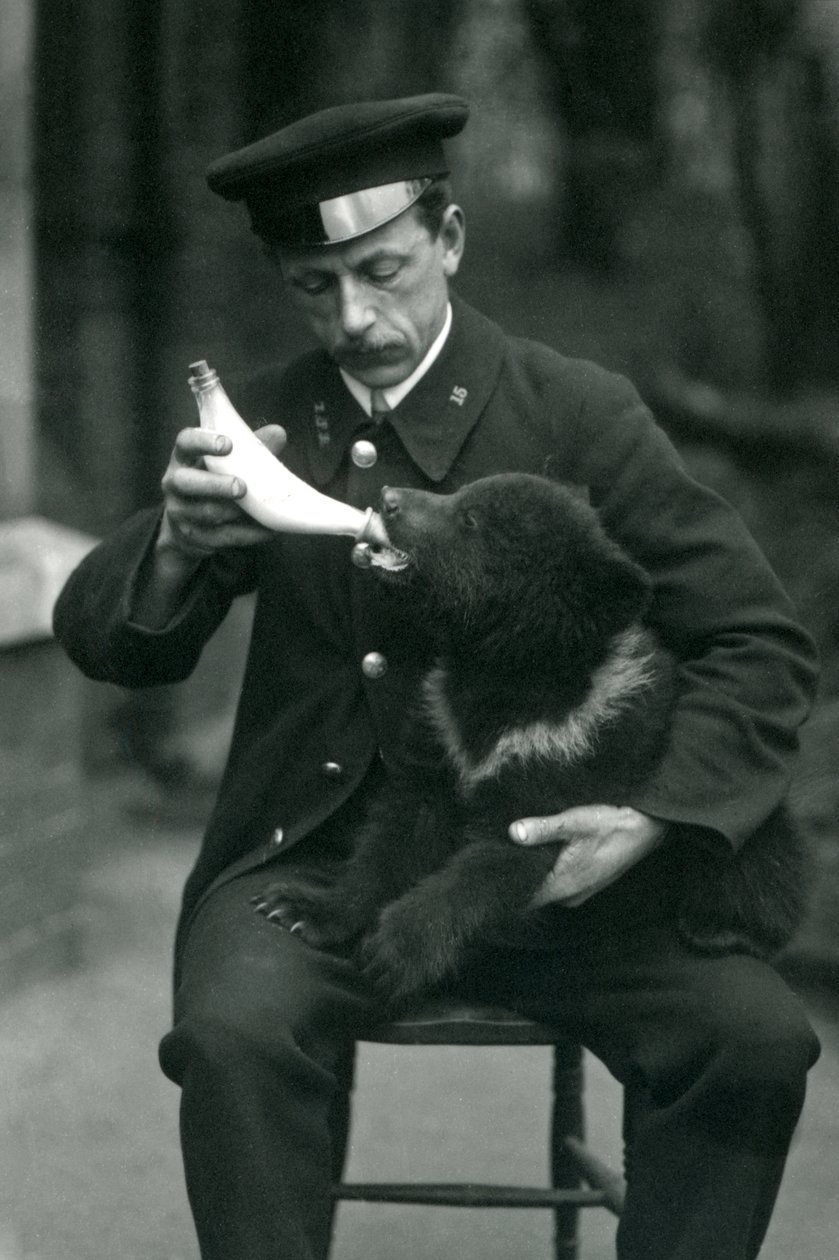 Um filhote de urso pardo sendo alimentado pelo goleiro Leslie Martin Flewin, no Zoológico de Londres, em maio de 1914 de Frederick William Bond
