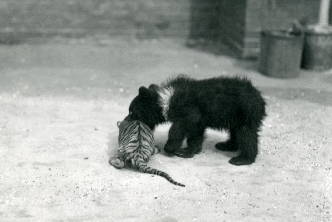 Um filhote de urso pardo brinca com um filhote de tigre no zoológico de Londres, em abril de 1914 de Frederick William Bond