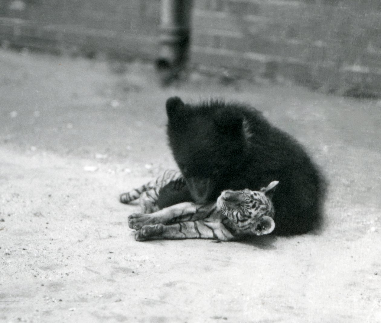 Um filhote de urso pardo brinca com um filhote de tigre no zoológico de Londres, em abril de 1914 de Frederick William Bond