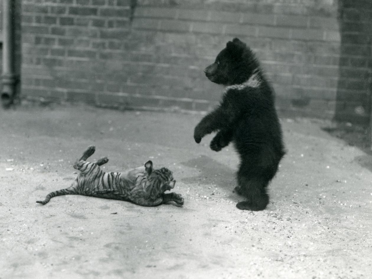 Um filhote de urso pardo brinca com um filhote de tigre no zoológico de Londres, em abril de 1914 de Frederick William Bond