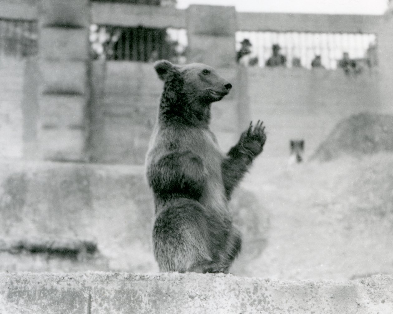 Um urso pardo sentado na frente de visitantes em seu recinto no Mappin Terraces, zoológico de Londres, 1922 (foto de bw) de Frederick William Bond