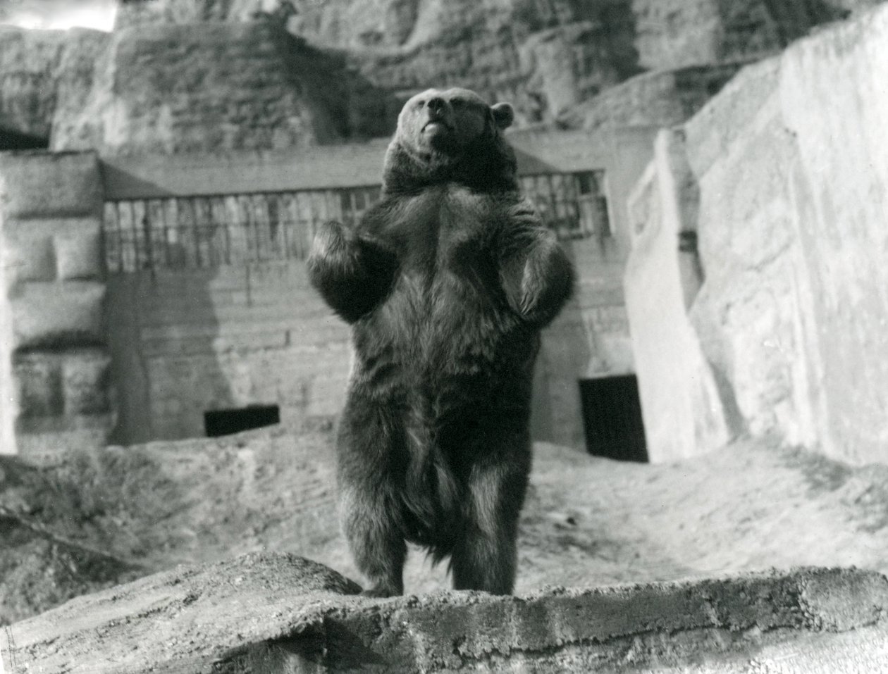 Um urso pardo ergue-se sobre as patas traseiras, Mappin Terraces, zoológico de Londres, agosto de 1921 de Frederick William Bond