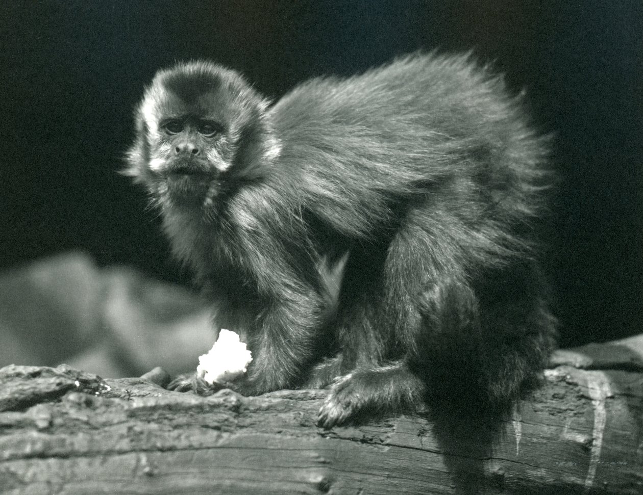 Um capuchinho marrom ou tufado no zoológico de Londres, em julho de 1914 de Frederick William Bond