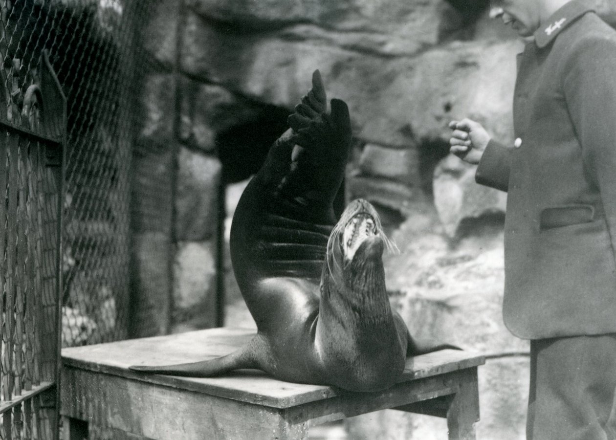 Um leão-marinho californiano se apresenta para seu guardião no zoológico de Londres, em julho de 1921 de Frederick William Bond