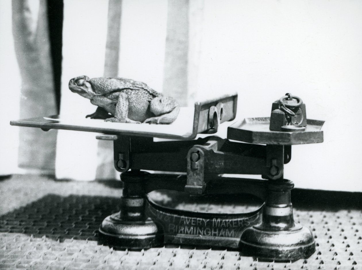 Um sapo de cana sentado em balanças para pesar no zoológico de Londres, 1923 (foto bw) de Frederick William Bond