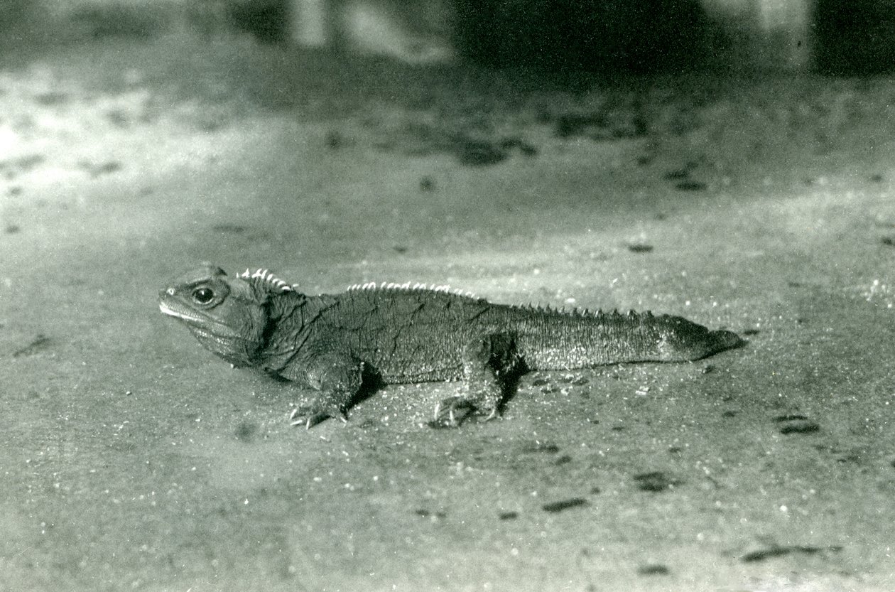 Um Estreito de Cook, ou Northern Tuatara no Zoológico de Londres, c.1923 (foto bw) de Frederick William Bond