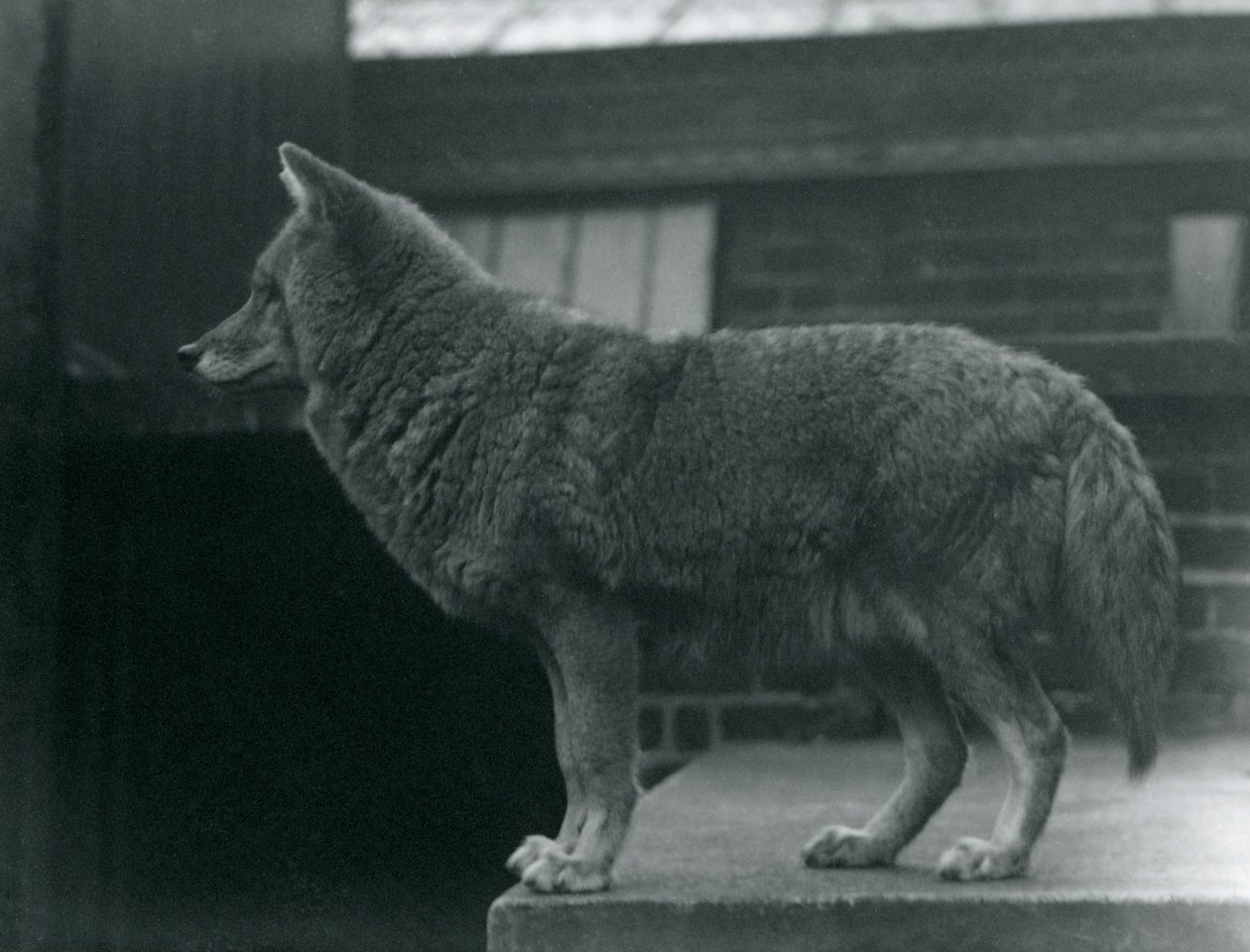 Um coiote no zoológico de Londres, em outubro de 1920 de Frederick William Bond