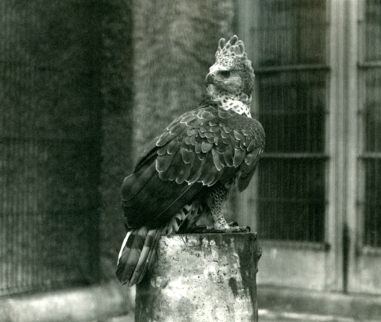 Uma águia coroada no zoológico de Londres, em junho de 1922 de Frederick William Bond