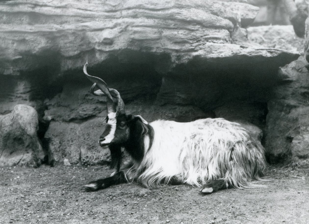 Uma cabra com chifres encaracolados no zoológico de Londres, em junho de 1922 de Frederick William Bond