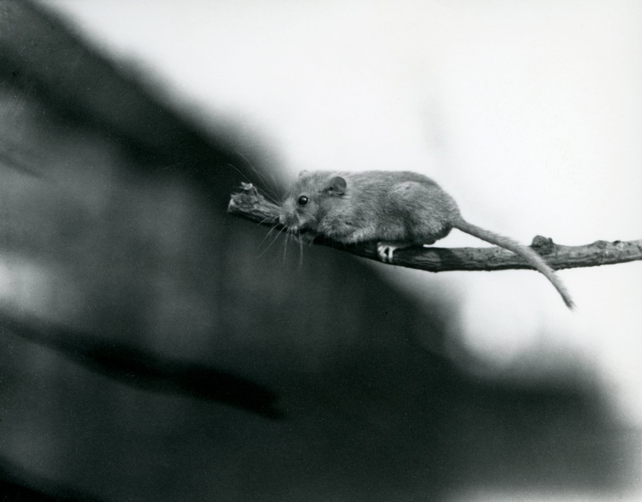 Um Dormouse em um galho no zoológico de Londres, maio de 1914 foto bw de Frederick William Bond