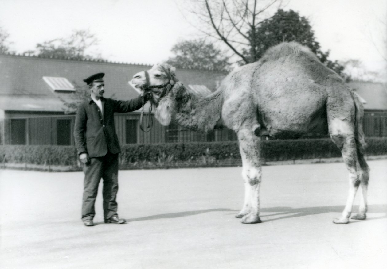 Um dromedário ou camelo árabe com guardião W. Styles no zoológico de Londres em 1923 (bw foto) de Frederick William Bond