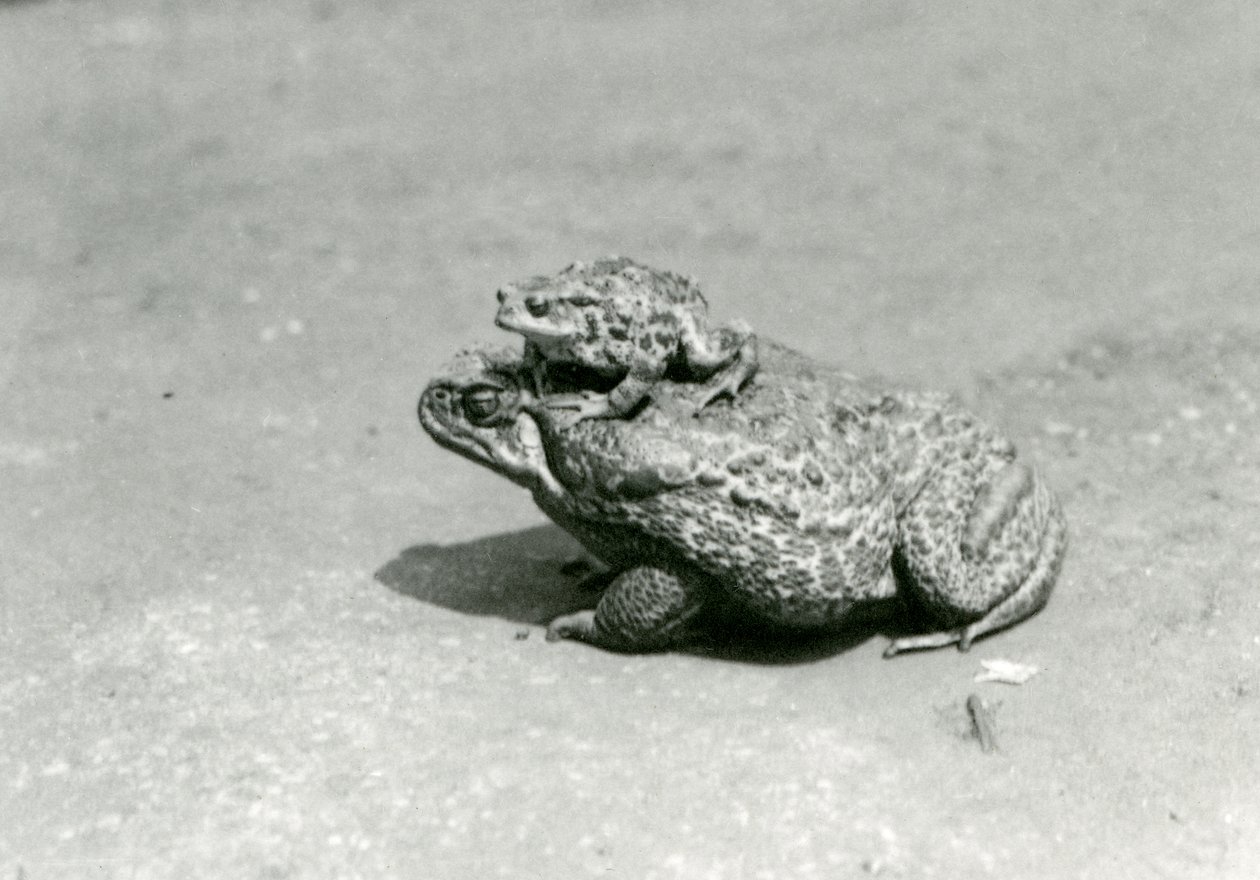 Um, europeu, sapo, sentando, ligado, um, GiantCaneMarine, sapo, londres, jardim zoológico, agosto, 1923, (bw, photo) de Frederick William Bond