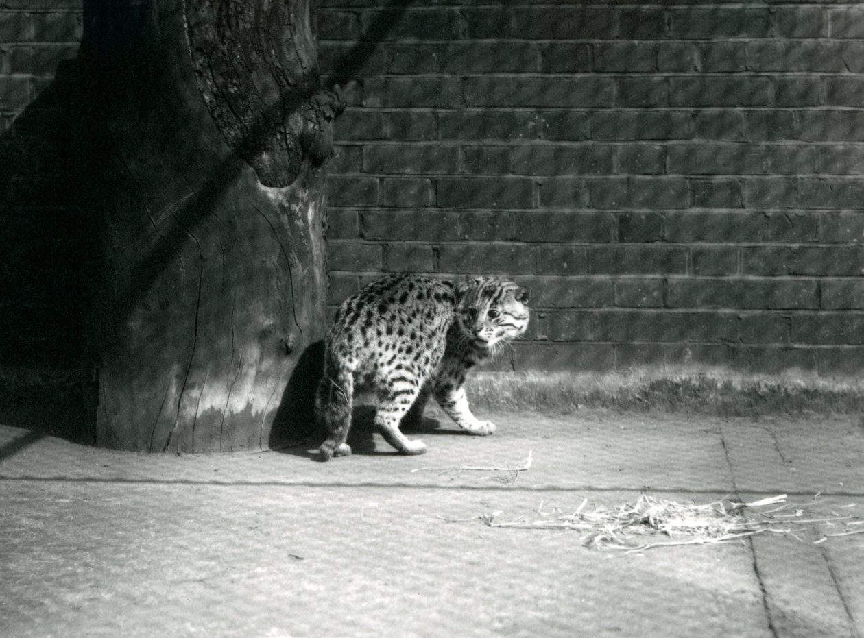 Um gato de pesca no zoológico de Londres, julho de 1921 de Frederick William Bond
