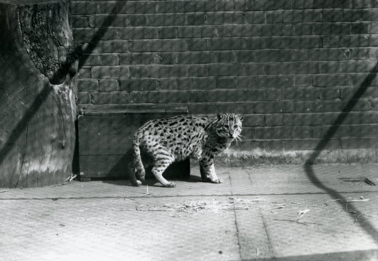 Um gato de pesca no zoológico de Londres, julho de 1921 de Frederick William Bond